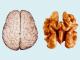 مغز,میوه,گردو,مغز شبیه گردو است,مغز کدام میوه شبیه مخ است,شباهت مغز و گردو,فواید گردو,گردو برای,مغز انسان,شباهت مغز انسان به گردو,