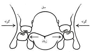 عضلات دهانى چهره به هنگام مکيدن انگشت