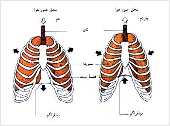 فلشهاى سياه نشاندهندهٔ جهت حرکت قفسهٔ سينه و ديافراگم در حين تنفس است.فلشهاى سفيد نشاندهندهٔ مسير عبور هوا در حين تنفس است.