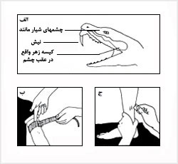 مارگزيدگىهاى مهلک