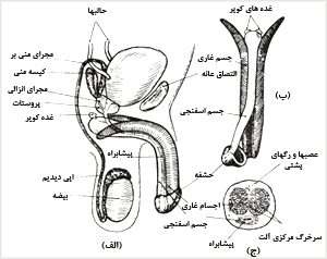 (الف) طرح دستگاه تناسلی مرد (ب) طرح تشریحی آلت (ج) برش عرضی آلت