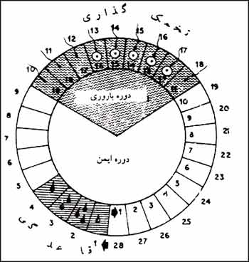 دوره ایمن در یک قاعدگی ۲۸ روزه