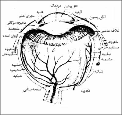 برش کره چشم برای نشان دادن لایه های چشم و عروق آن