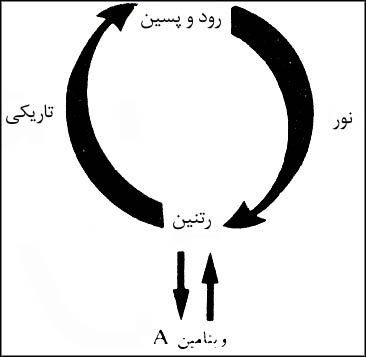 حلقه رودوپسين در ارتباط با نور