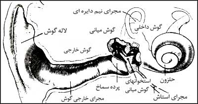  ساختمان قسمت‌هاى مختلف گوش