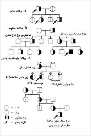 الگوى وراثتى کلاسيک مندل