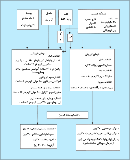 اگلوريتم درمانى تظاهرات گوناگون حاد و مزمن بورليوز لايم. با هر يک از اين رژيمها عود ممکن است ديده شود که به دوره درمان نياز پيدا خواهد شد. AV; Arterioventricular