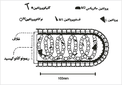 ساختمان ويروس هارى
