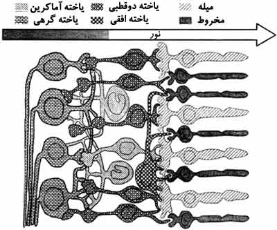 طرحی از شبکیه