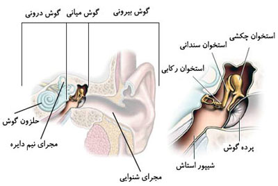 مقطعی از گوش. این شکل، ساختمان کلی گوش را نشان میدهد. گوش درونی شامل حلزون گوش است که گیرندههای شنوائی در آن قرار دارند، و نیز دستگاه دهلیزی (شامل مجاری نیمدایره و کیسههای دهلیزی) که ضمناً اندام حسی ویژۀ تعادل و حرکت بدن هم هست.