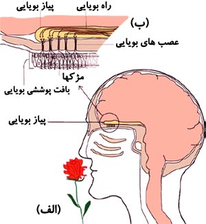 گیرنده‌های بویائی. الف- جزئیات یکی از گیرنده‌های بویائی که در لابه‌لای تعداد زیادی یاخته‌های محافظ پراکنده هستند. ب- محل قرار گرفتن گیرنده‌های بویائی در حفرهٔ بینی.
