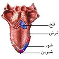 مناطق چشائی