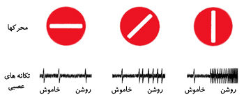 پاسخ یاختهٔ ساده.
