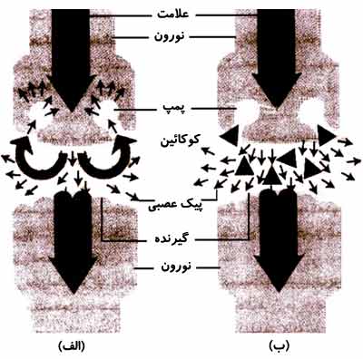 آثار مولکولی کوکائین.