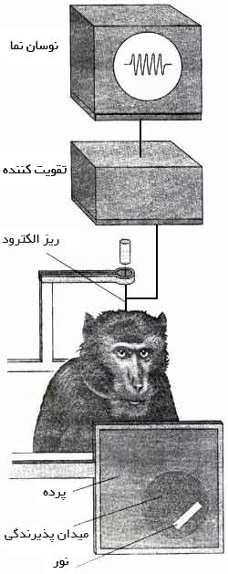 ثبت فعالیت تکیاخته
