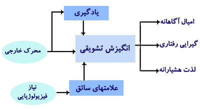 الگوئی برای انگیزه‌های بنیادی. محرکی خارجی، مثلاً منظرهٔ غذا، با خاطرهٔ ارزش پاداشی آن مقایسه می‌شود. همزمان با آن، علامت‌های فیزیولوژیائی گرسنگی و سیری نیز ارزش بالقوهٔ محرک را در آن لحظه تعدیل می‌کنند. این دو نوع اطلاعات با هم ترکیب شده و انگیزش مشوقی نهائی برای آن محرک خارجی ایجاد می‌گردد که تجلی آن در رفتار و تجربهٔ هوشیارانه مشاهده می‌شود (برگرفته از توتس، ۱۹۸۶).
