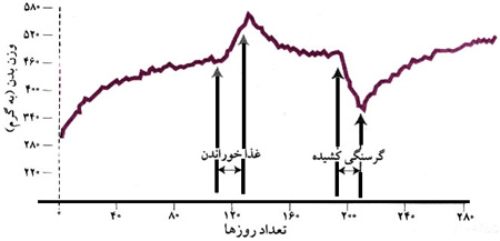 شکل تأثیر غذا خوراندن و گرسنگی دادن به موشهای دچار ضایعات هیپوتالاموس قدامی ـ میانی