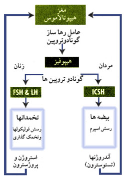 دستگاه هورمونی کارکرد جنسی