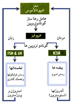 دستگاه هورمونی کارکرد جنسی
