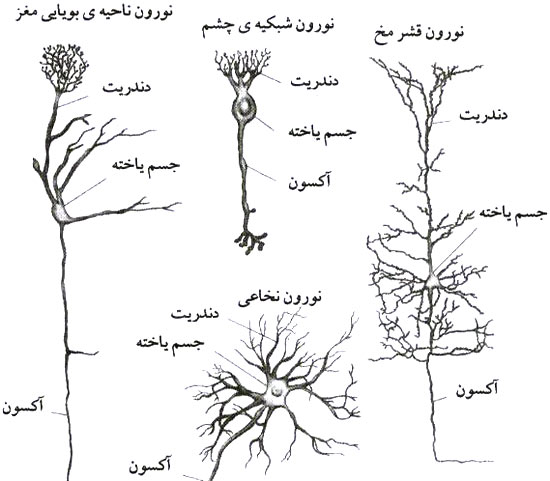 شکل و اندازه نسبی نورون‌ها. طول آکسون نورون نخاعی (که شکل حاضر همهٔ آنها را نشان نمی‌دهد) ممکن است بیش از یک متر باشد.