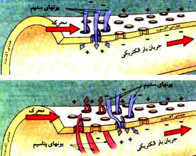 پتانسیل عمل