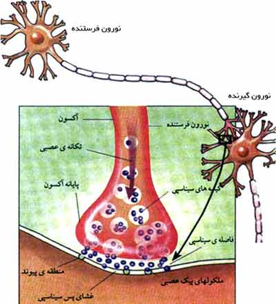 ورود پیک‌های عصبی به فاصلهٔ سیناپسی
