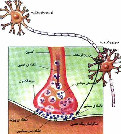 ورود پیکهای عصبی به فاصلهٔ سیناپسی