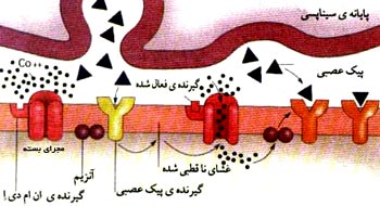 گیرنده‌های ان‌ام‌دی‌اِ و ال‌تی‌پی