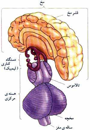 سه لایهٔ متحدالمرکز مغز آدمی