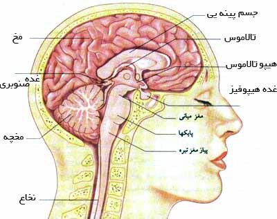 مغز آدمی. این طرح ،  ساختارهای اصلی دستگاه عصبی مرکزی را نشان می‌دهد (فقط بخش بالائی نخاع در شکل نمایان است)