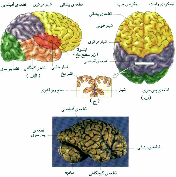 نیمکره‌های مغز