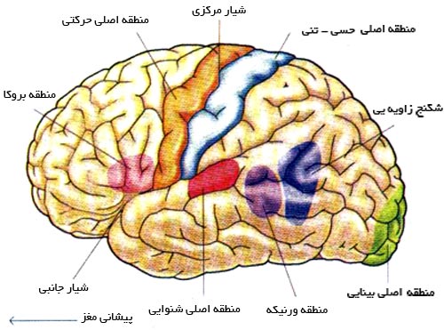 تخصصی بودن کارکردها در قشر نیمکره‌ٔ چپ