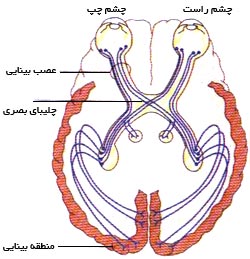 گذرگاه‌های دیداری