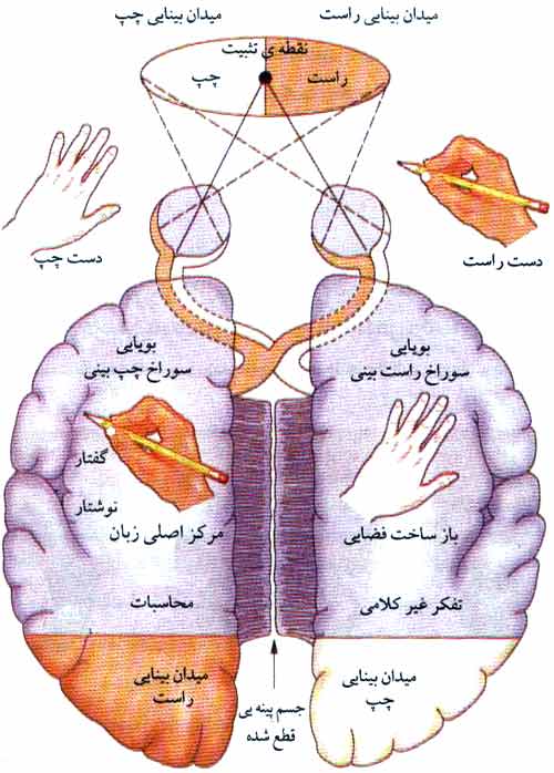 دروندادههای حسی به دو نیمکره