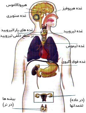 برخی غدههای درونریز