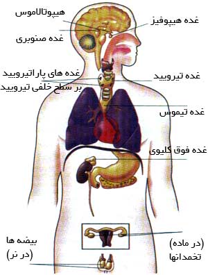 نتیجه تصویری برای هورمون – آشنایی با نقش کارکردها و انواع هورمون در بدن