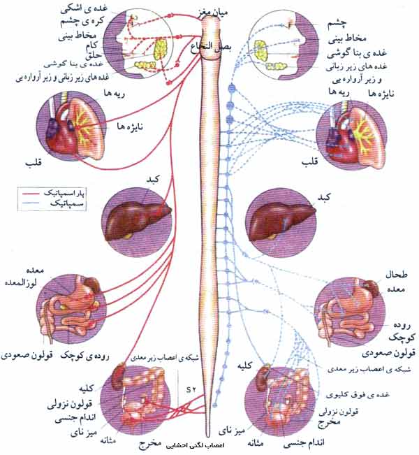 رشته اعصاب حرکتی دستگاه عصبی خودمختار