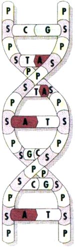 ساختار مولکول دی‌ ان‌ اِی (DNA)