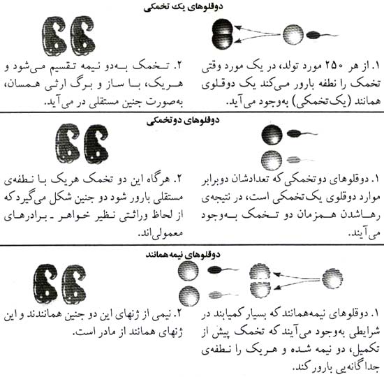 انواع دوقلوها