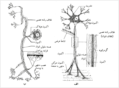 سلول عصبى  حرکتی  ميلين‌دار