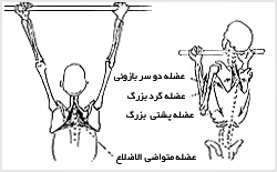کشش بارفيکس و عضلات درگير