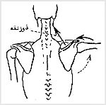 چگونگى عمل عضلهٔ دالى در آبداکشن بازو

