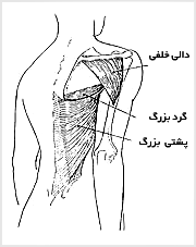 هايپراکستنشن دست از مفصل شانه