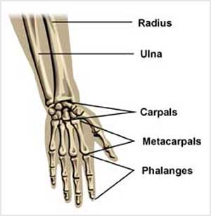 ساختار استخوانى مفصل مچ دست


