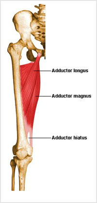 عضلات نزديک‌کنندهٔ پا از مفصل ران

