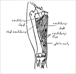 عضلات نزديککنندهٔ پا از مفصل ران