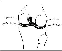 ساختمان مفصل زانو