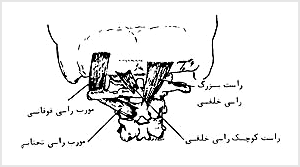 عضلات زير پشتسرى - نماى خلفى