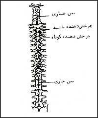 عضلات حرکتدهندهٔ عمقى و خلفى ستون مهرهها
