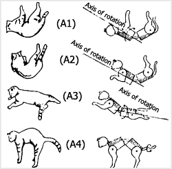 گربه‌اى را در حال سقوط نشان مى‌دهد که حرکت چرخشى خود را در غياب گشتاور نيروى خارجى شروع کرده است و به‌نظر مى‌رسد اين مطلب با قانون و اصل بقاء اندازهٔ حرکت زاويه‌اى در تعارض است.

